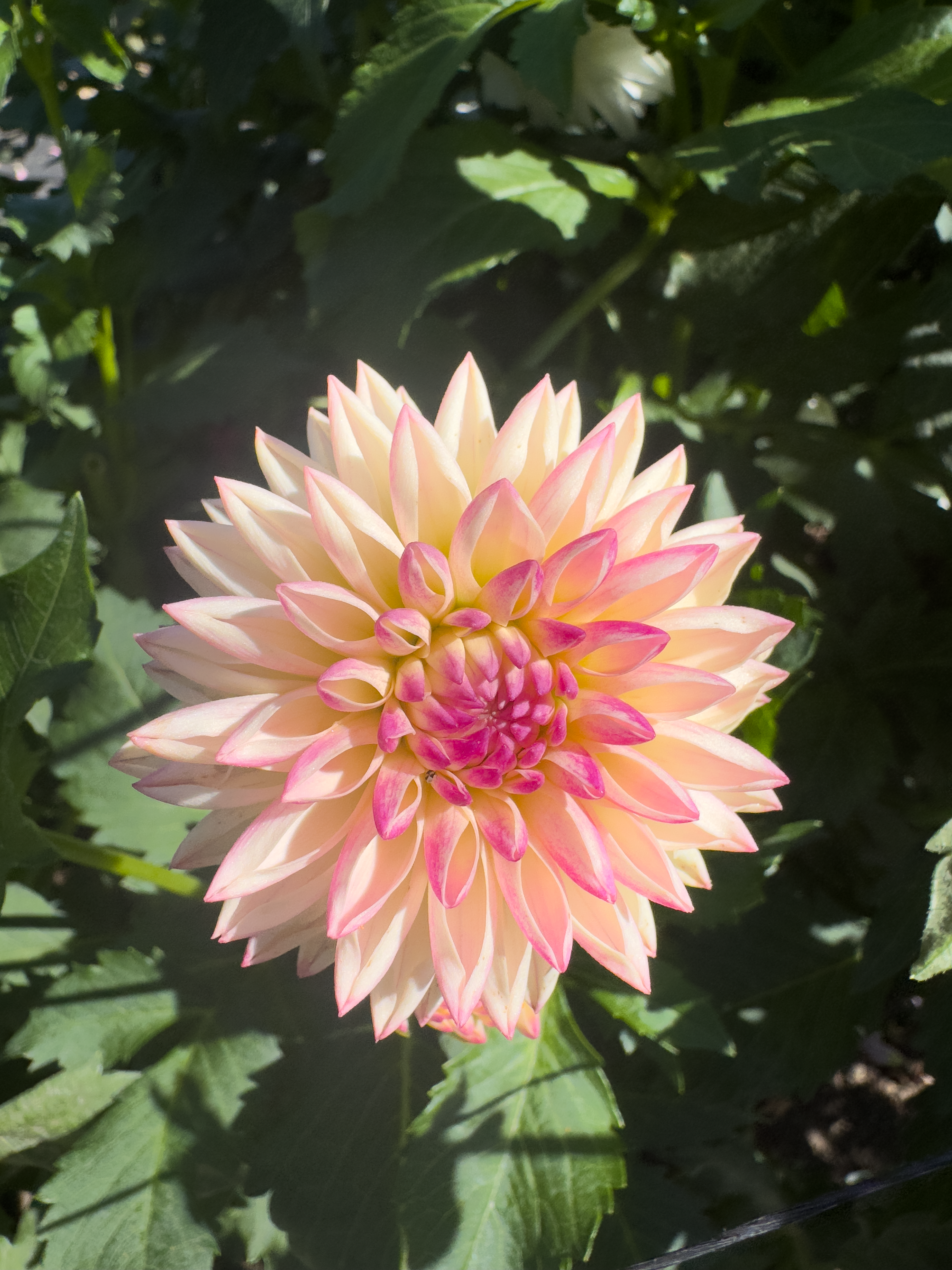 Valley Porcupine