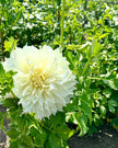Fleurelle