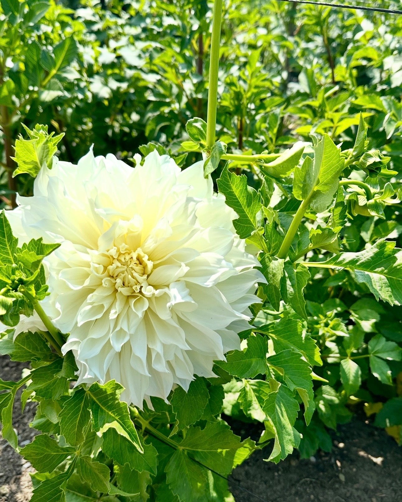 Fleurelle