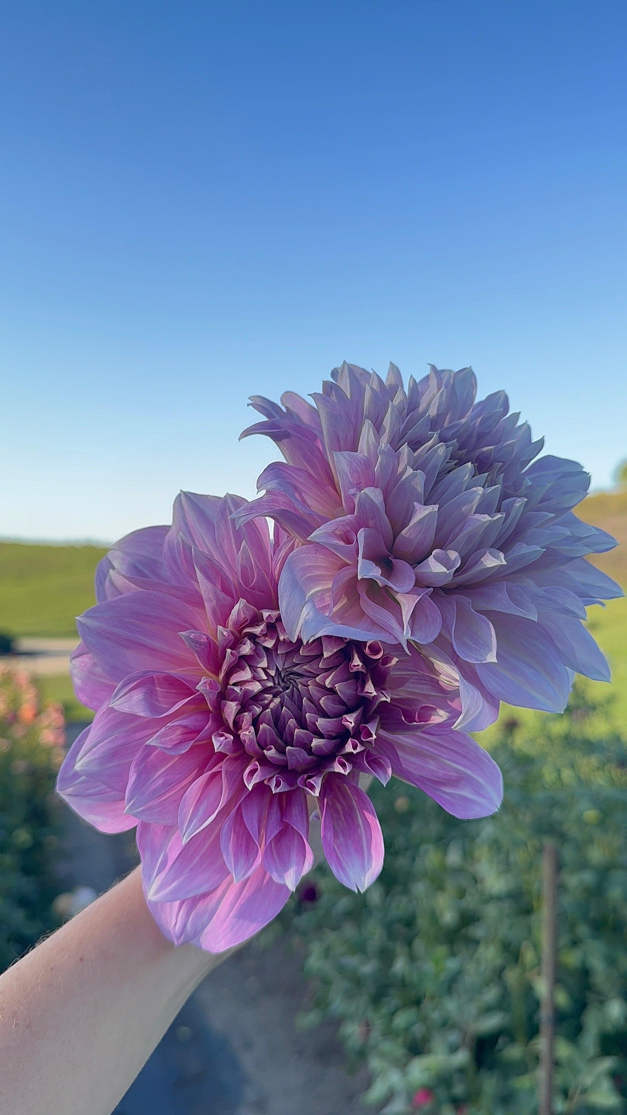 Lavender Perfection