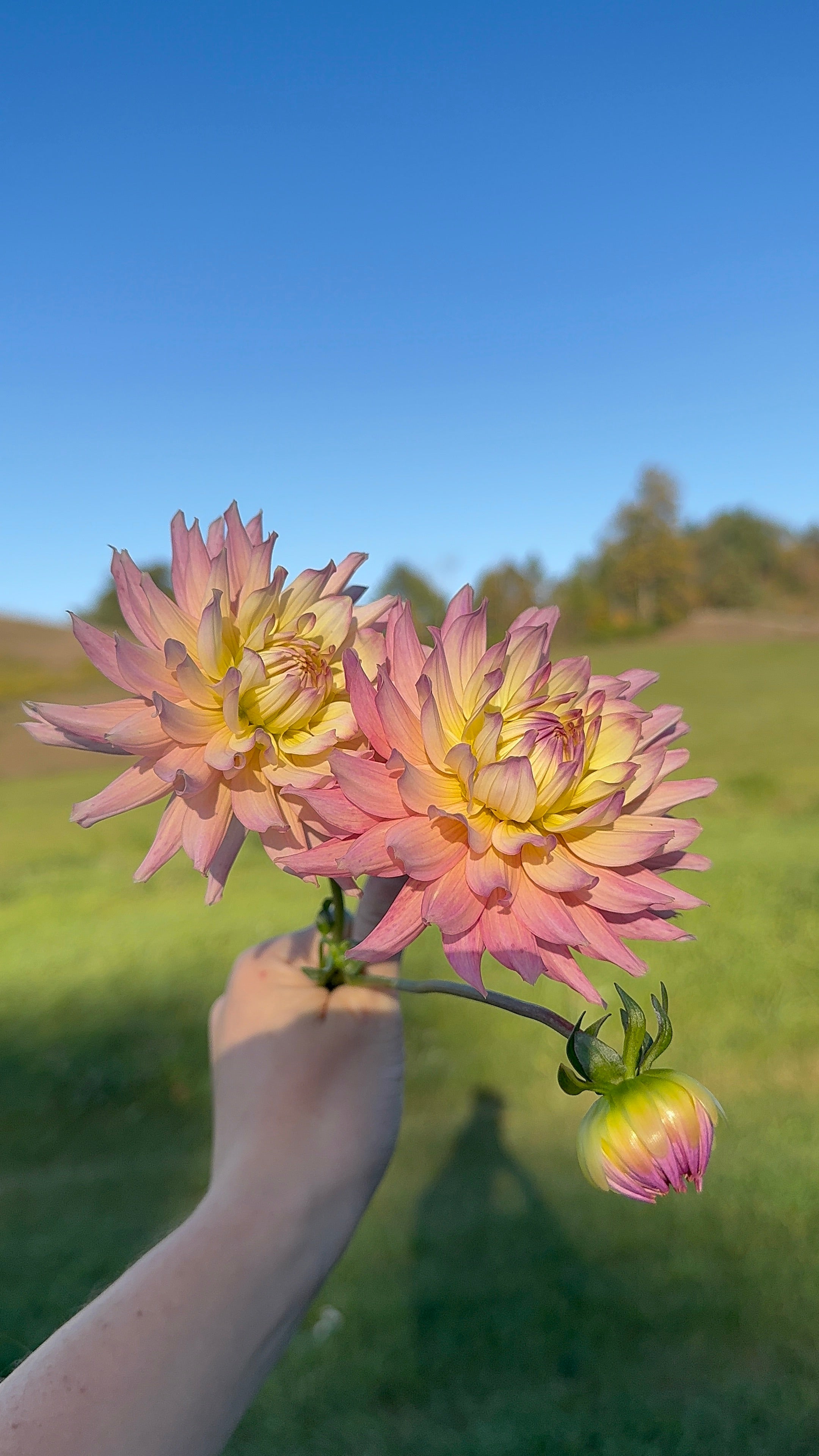 Ferncliff Cameo