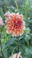 Holland Festival