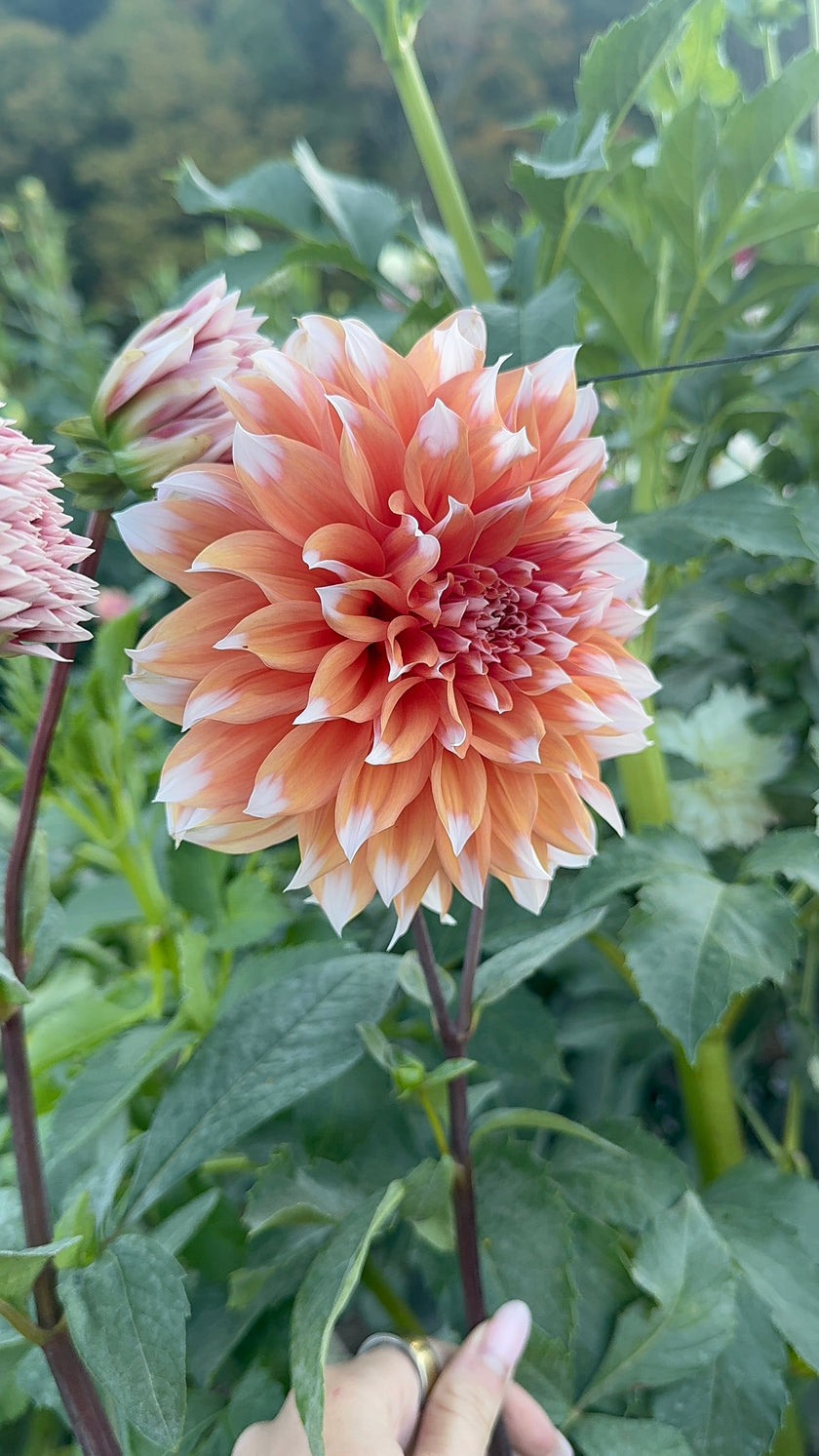 Holland Festival
