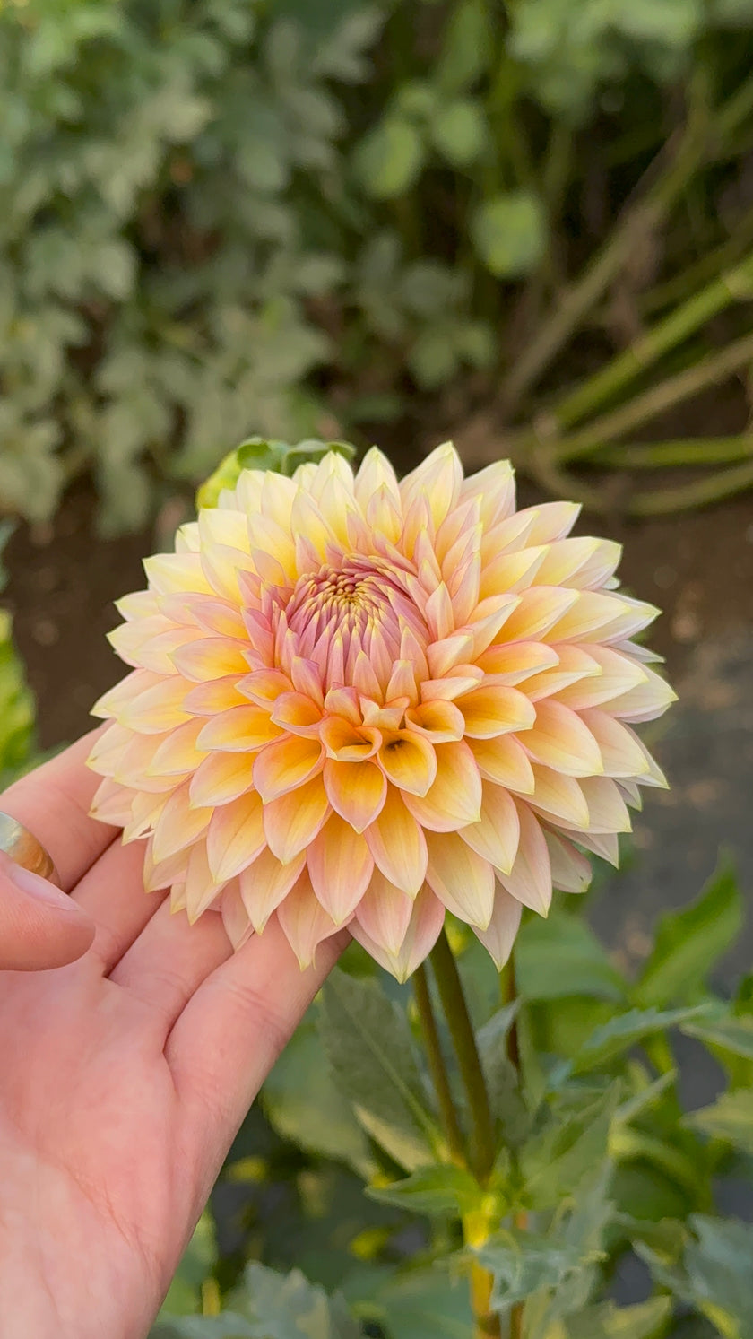 Bloomquist Mojo, Limit 1