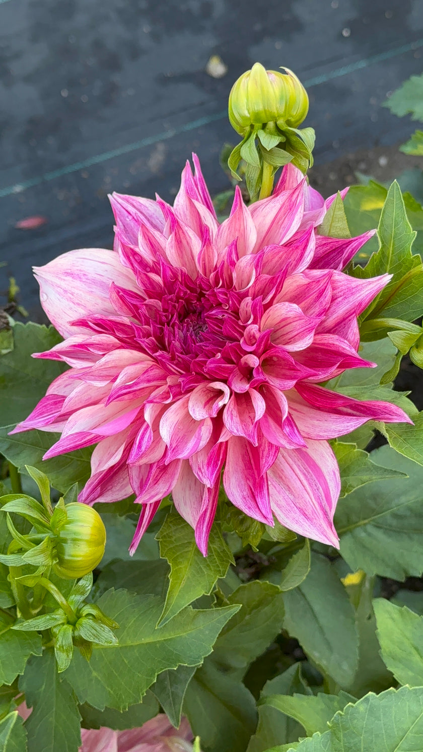 Café Au Lait (Royal)