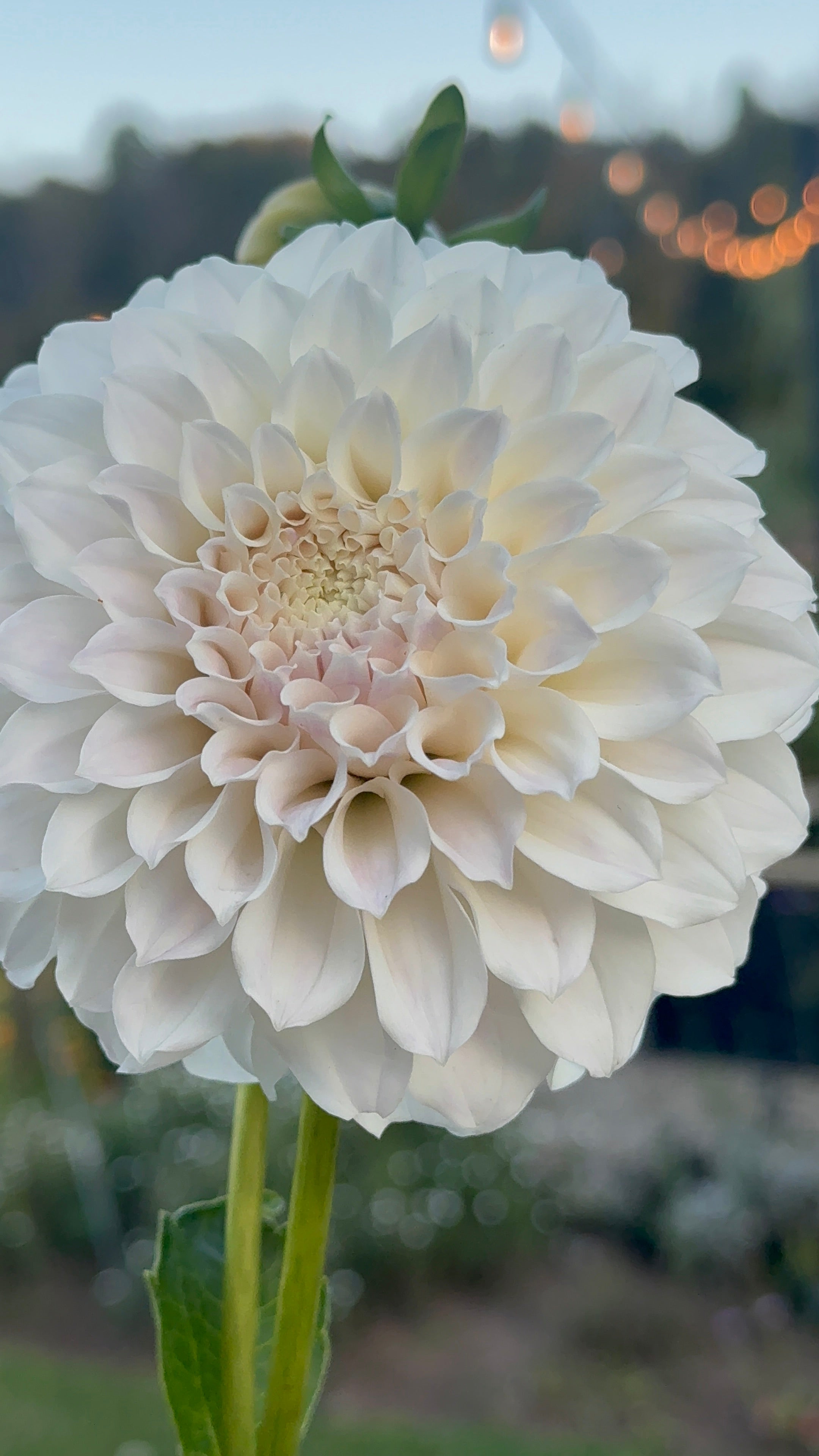 Irish Ruffles