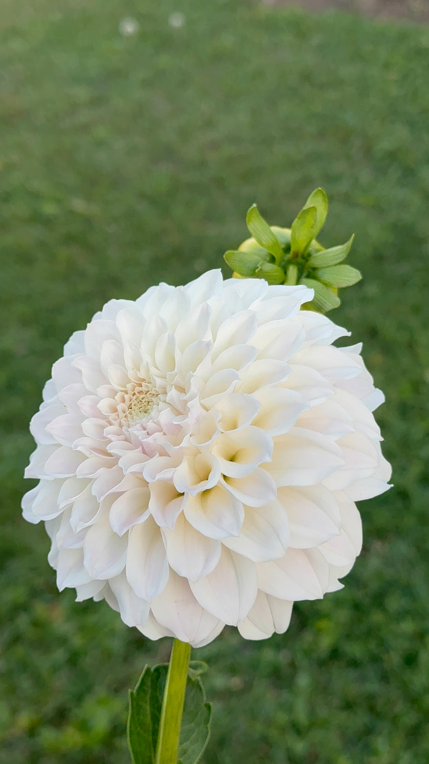 Irish Ruffles