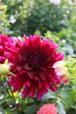 Hollyhill Black Beauty