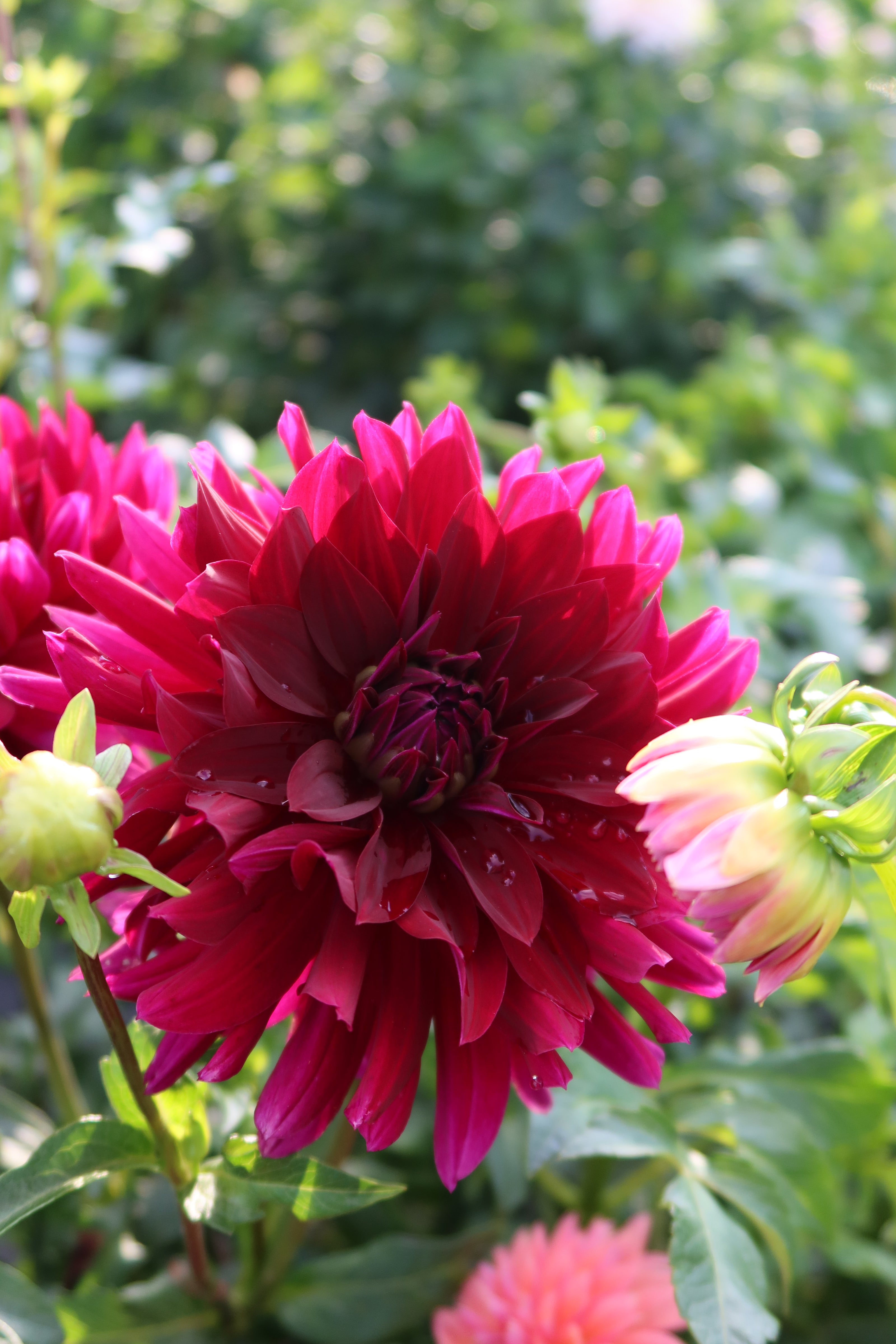 Hollyhill Black Beauty