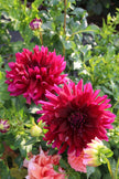 Hollyhill Black Beauty