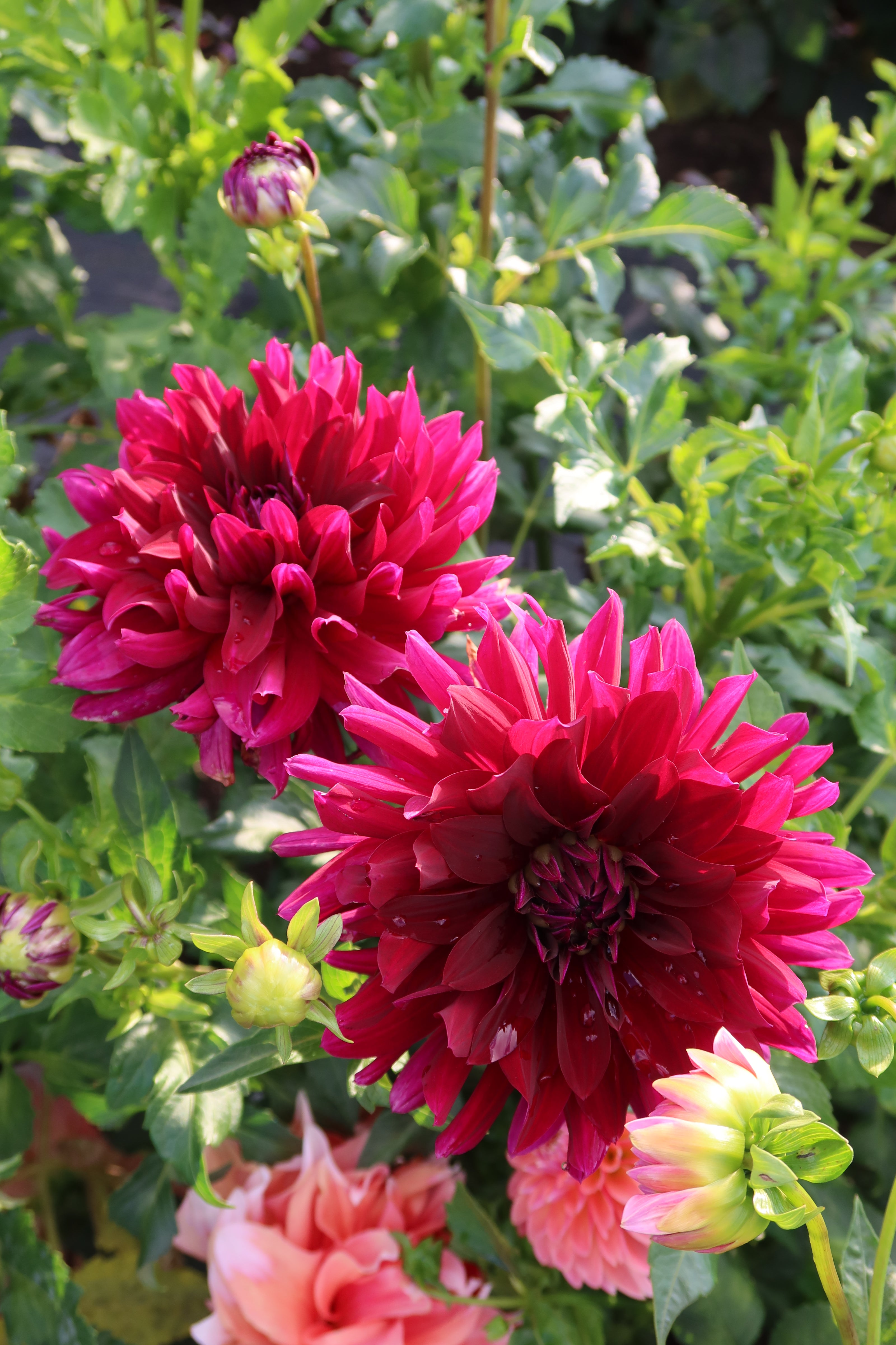 Hollyhill Black Beauty