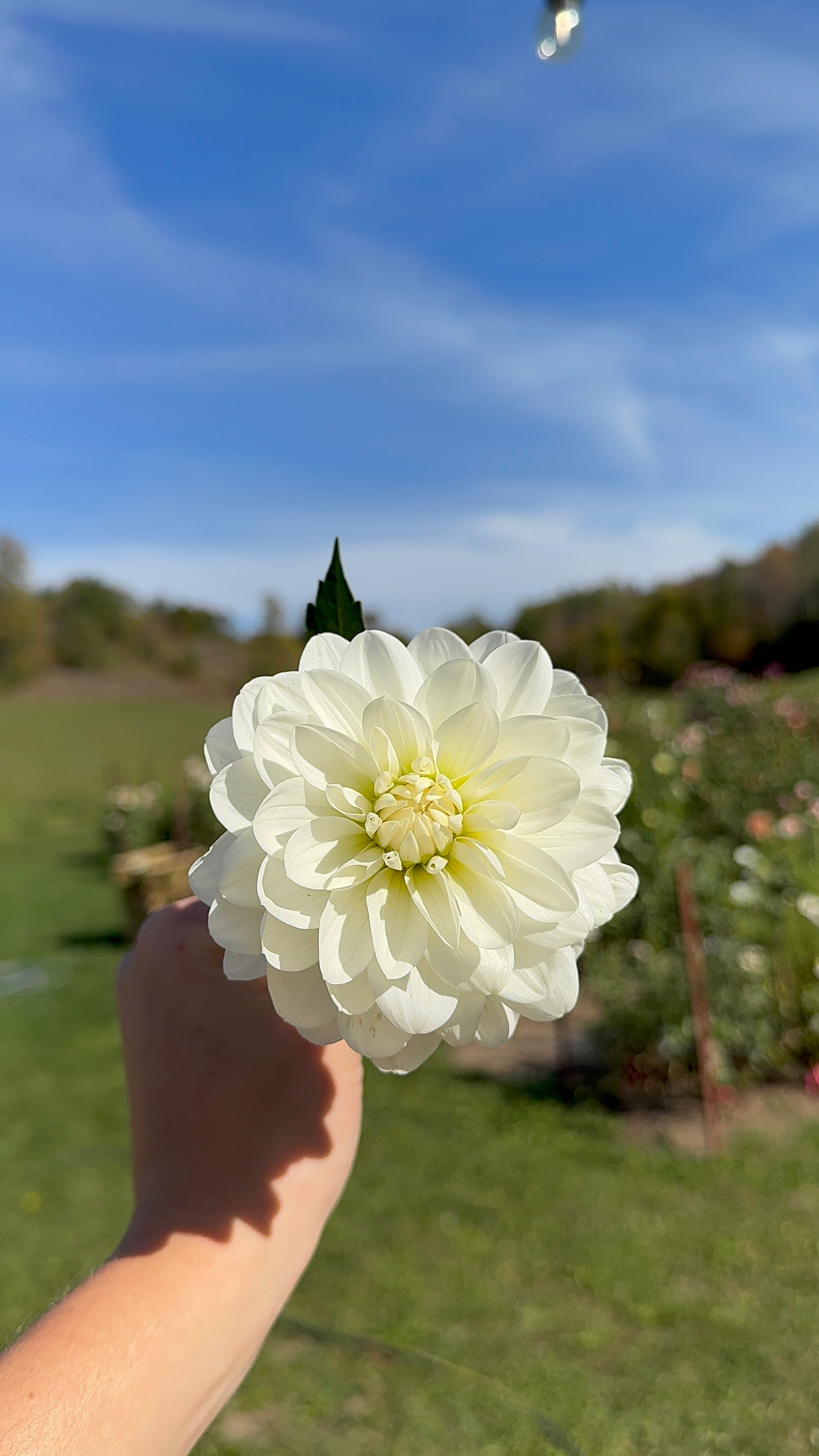 Bride To Be