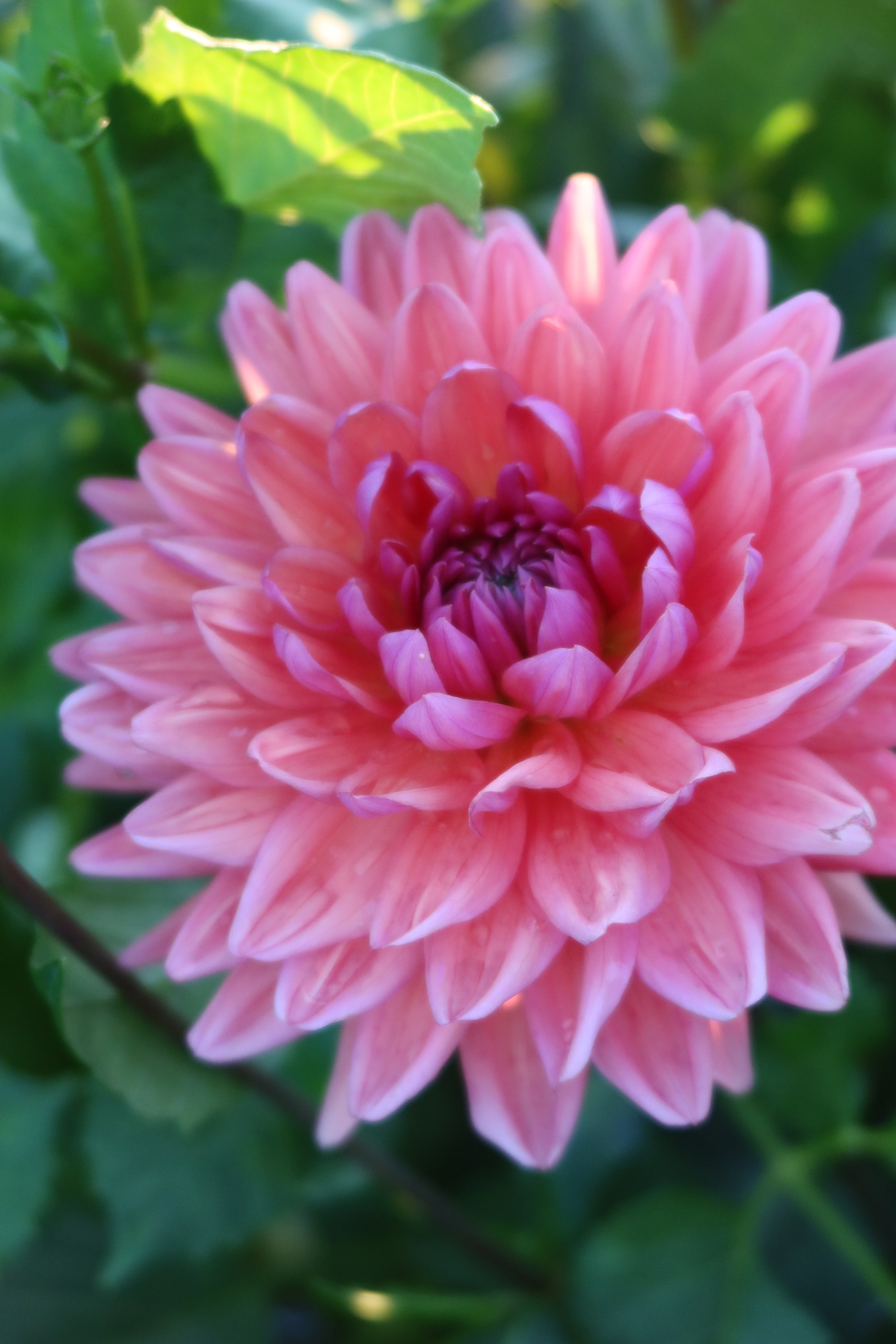Dutch Pearl