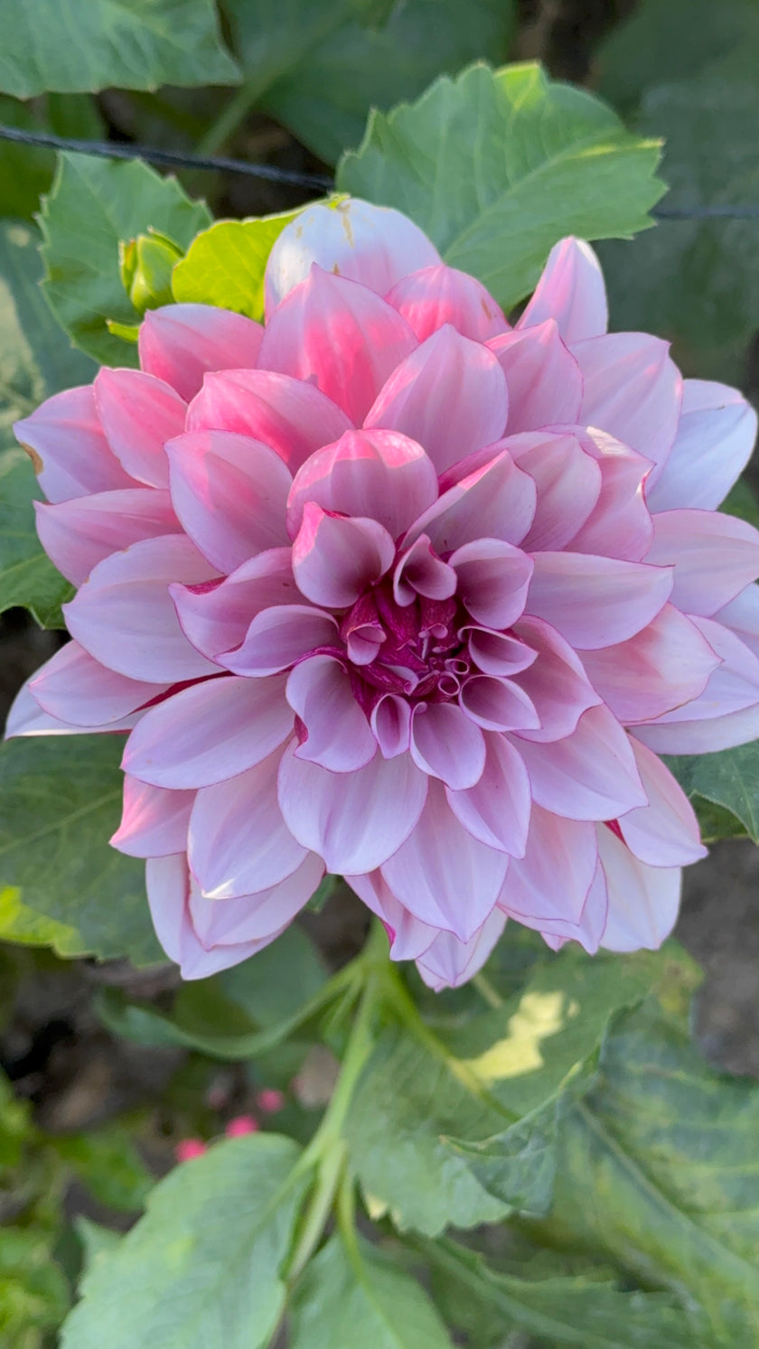 Crème de Cassis