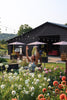 Sunset Garden Yoga & You-Pick Event