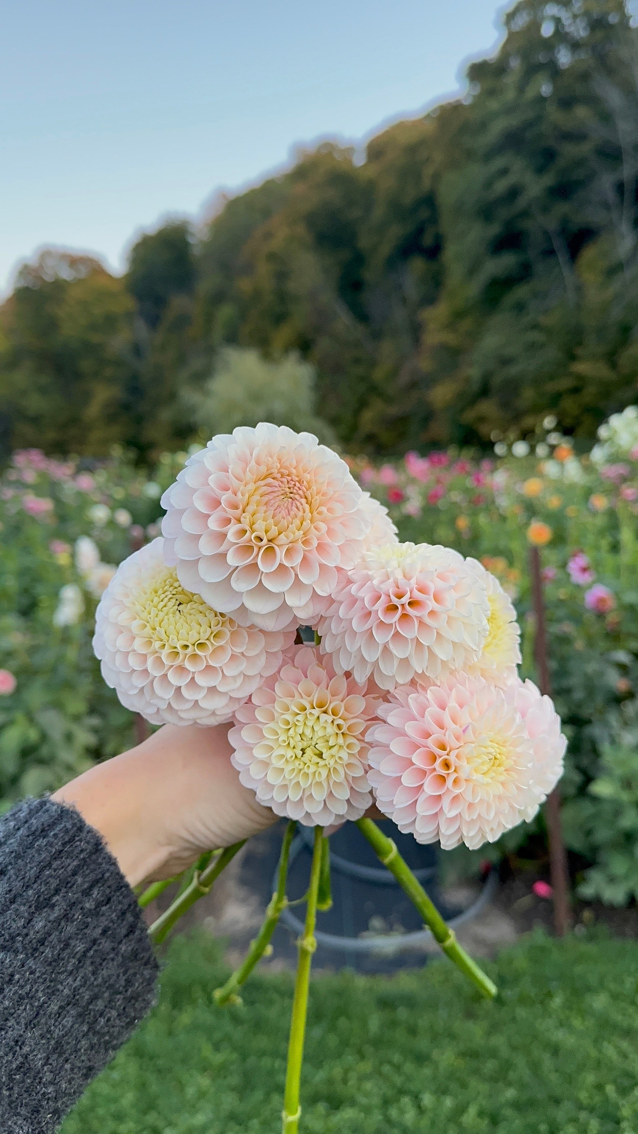 20th Ave Memory, Limit 1