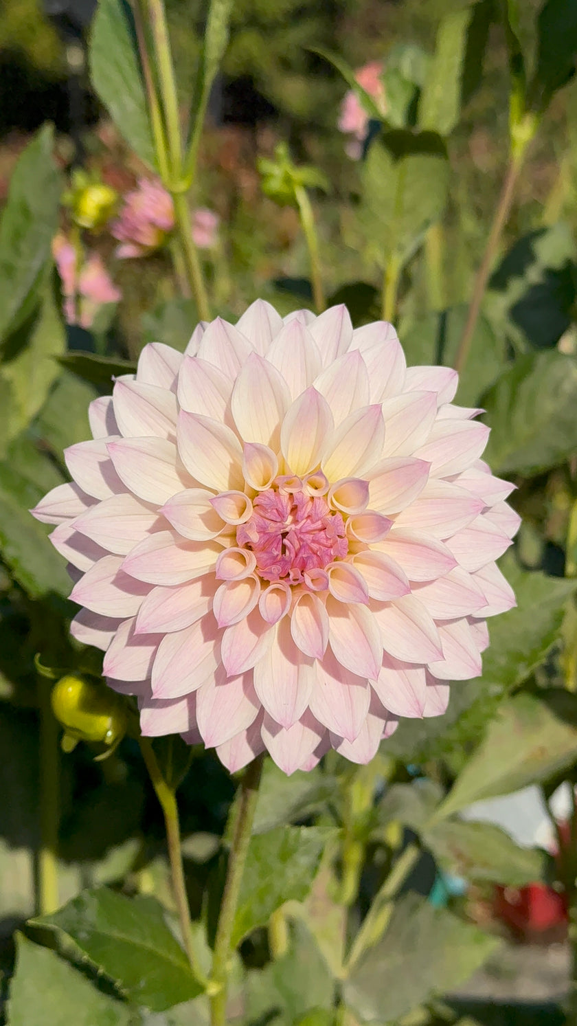 Bloomquist Compare, Limit 1