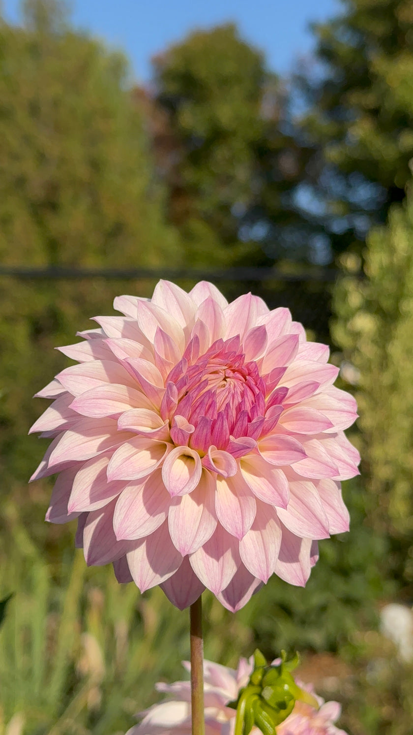 Bloomquist Compare, Limit 1