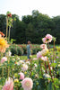 Sunset Garden Yoga & You-Pick Event