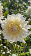 Roque Starburst