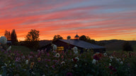 Sunset Garden Yoga & You-Pick Event