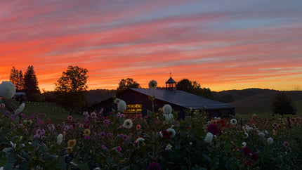 Sunset Garden Yoga & You-Pick Event