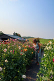 Sunset Garden Yoga & You-Pick Event