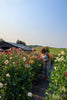 Sunset Garden Yoga & You-Pick Event