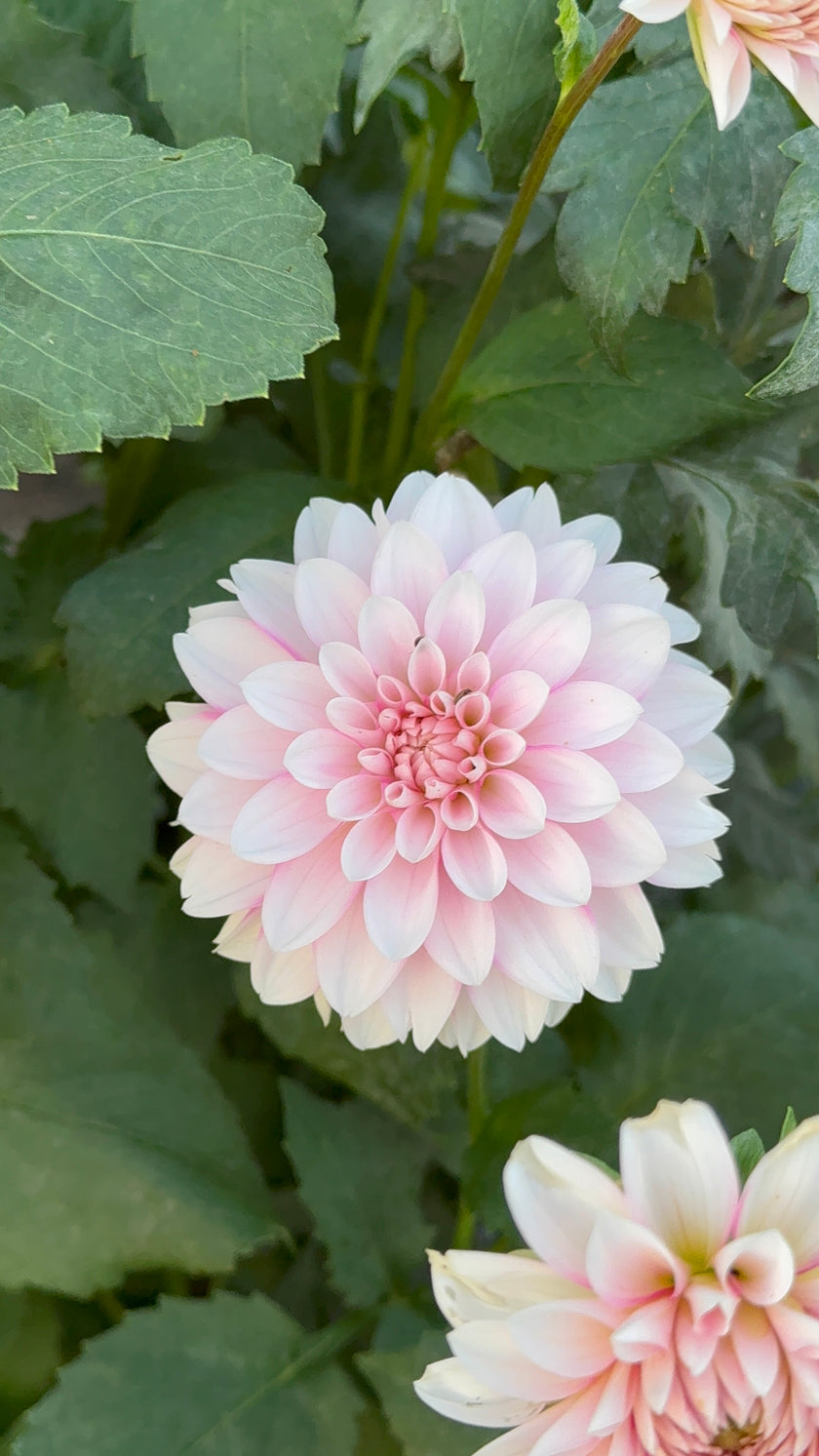 Budapest Blush