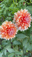 Holland Festival