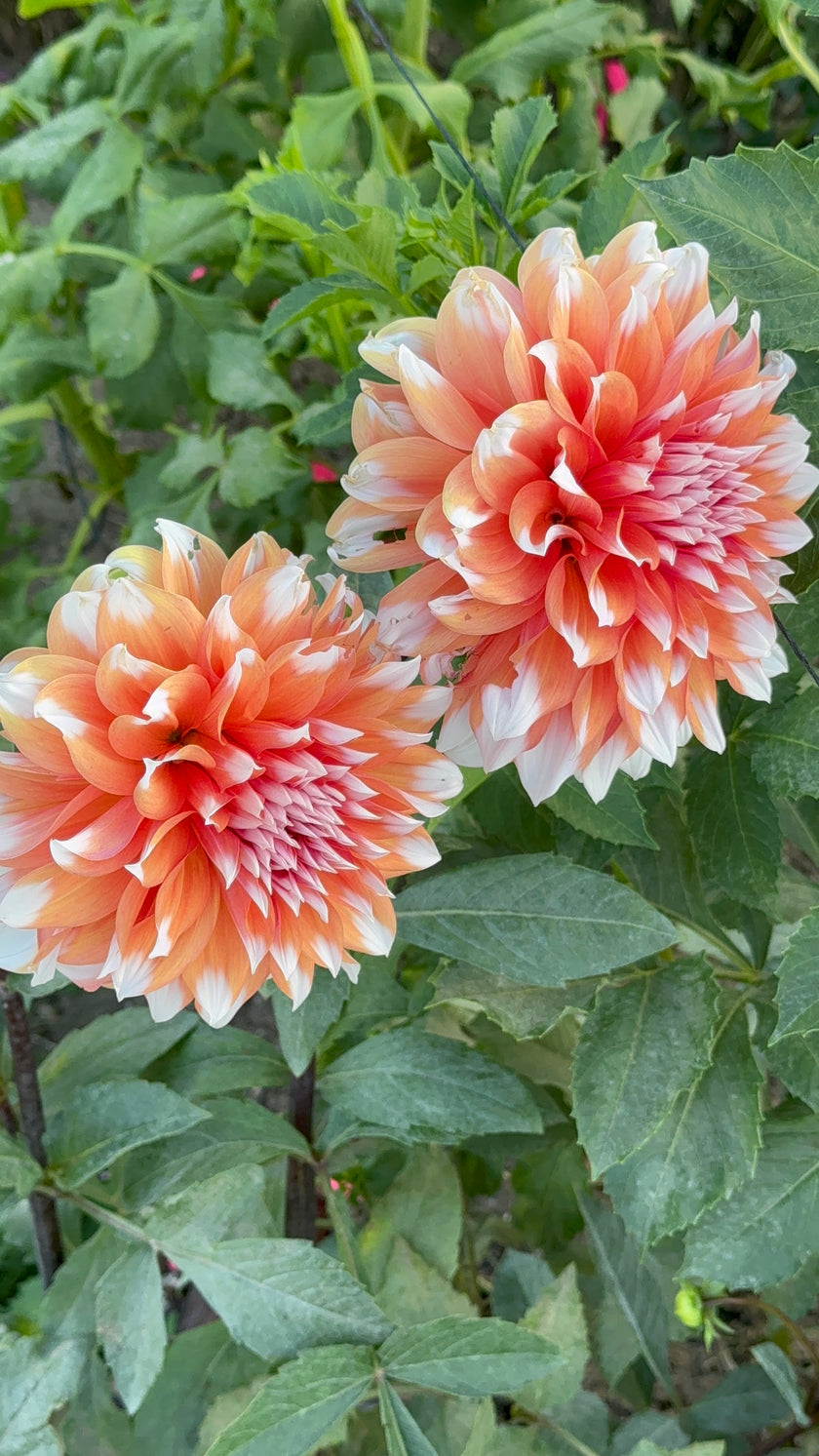 Holland Festival