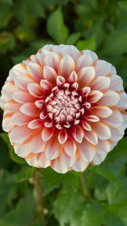 Tangerine Dream