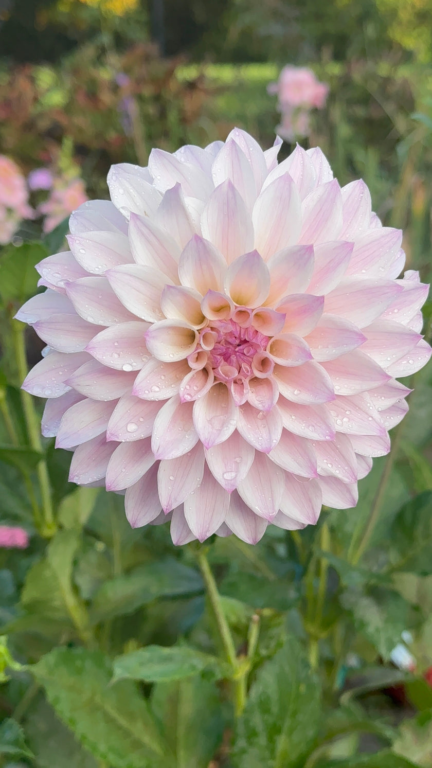 Bloomquist Compare, Limit 1