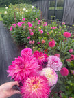 Dahlia Bloom Bucket (75 Stems)