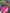 Dahlia Bloom Bucket (75 Stems)