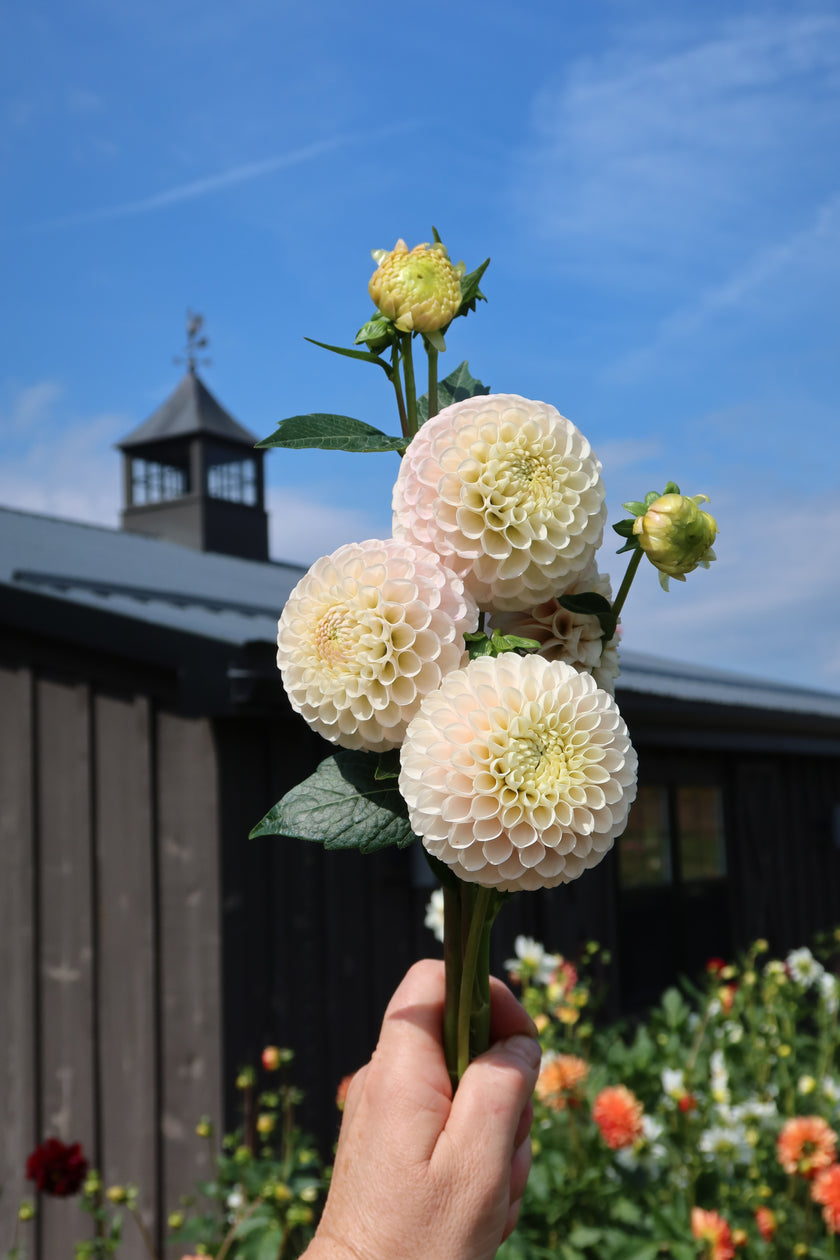 20th Ave Memory, Limit 1