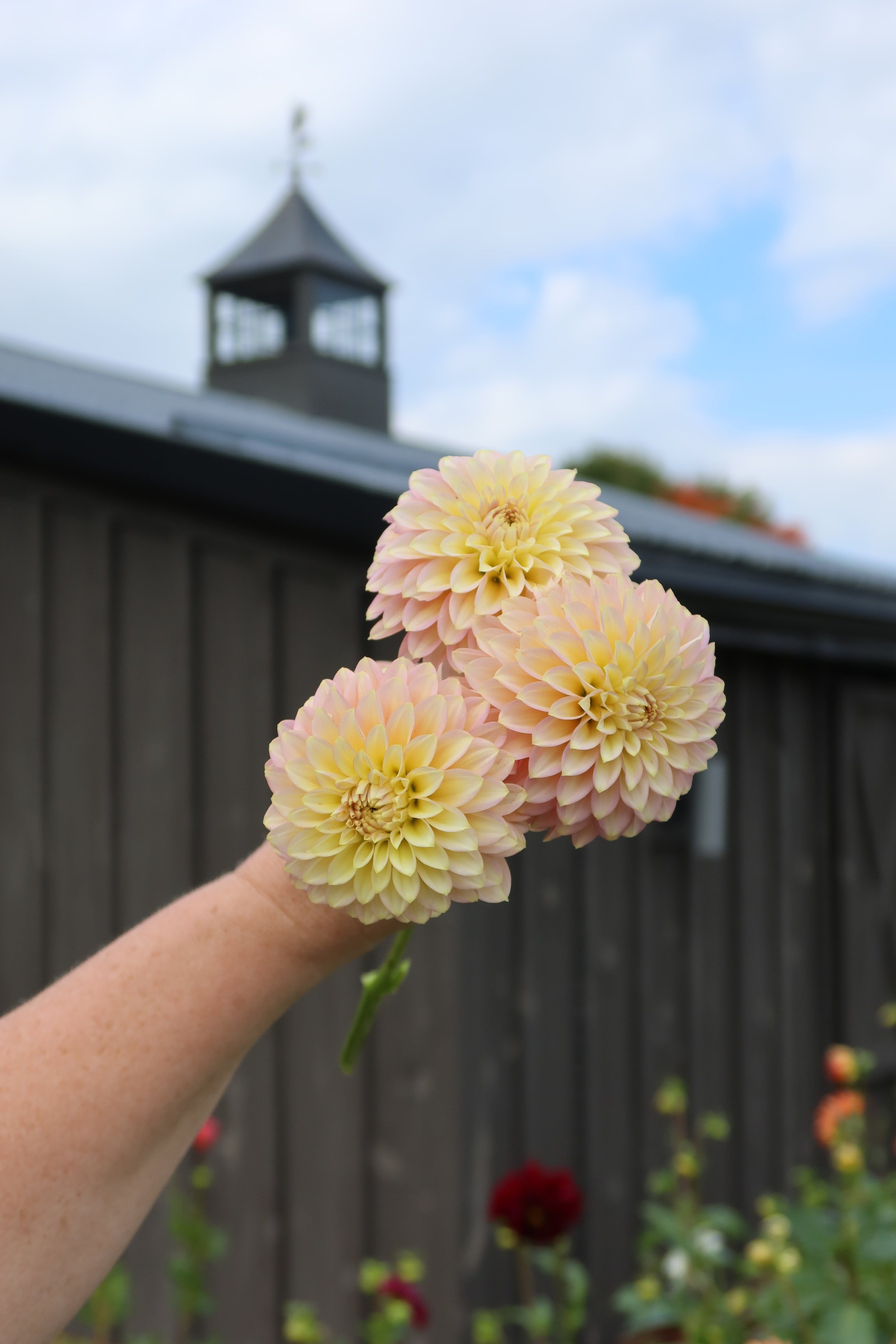 Bloomquist Mojo, Limit 1