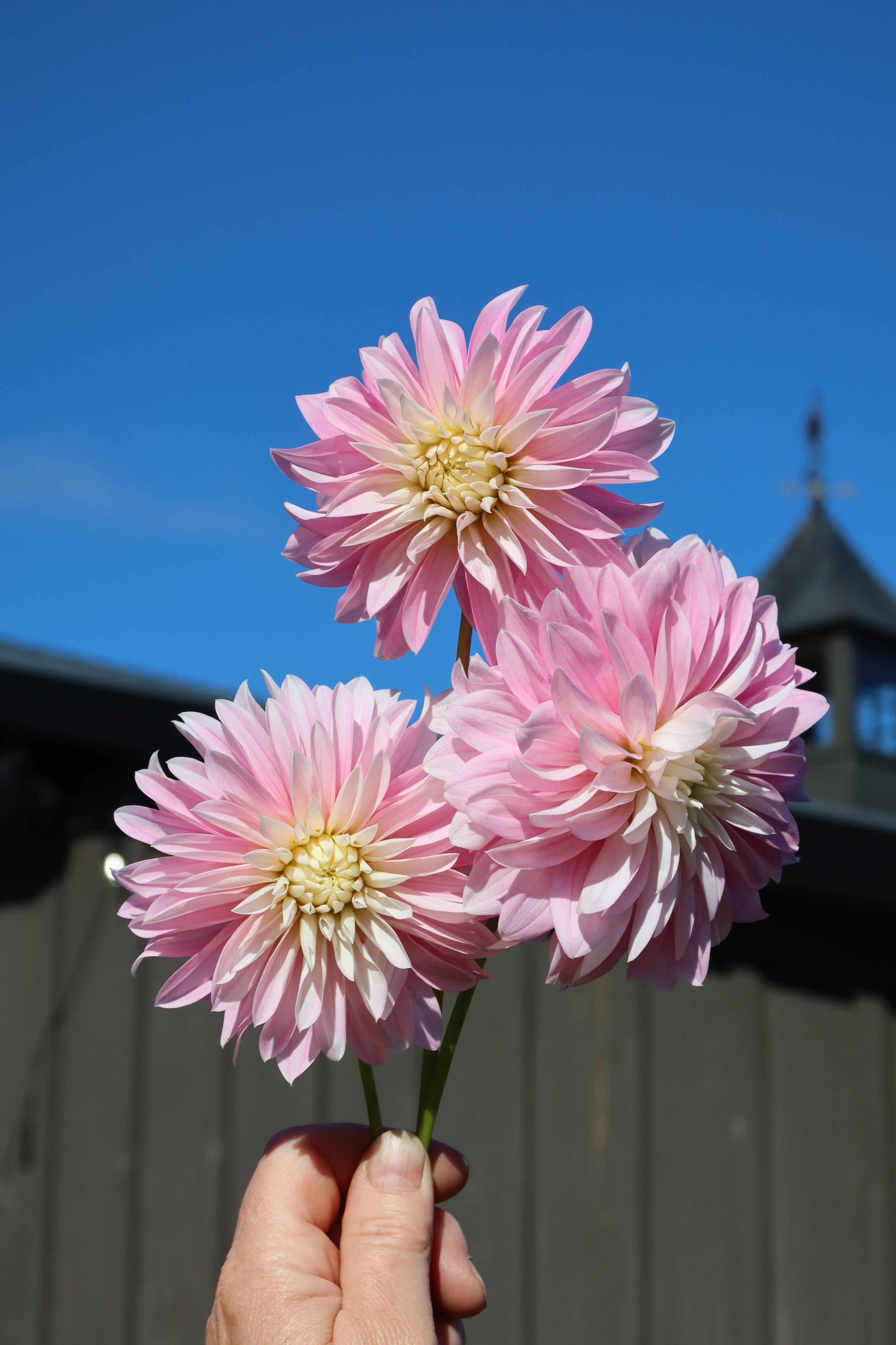 Shell Alloway Alloway Candy – Valhaven Farm