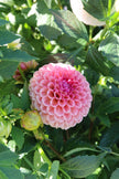 Bracken Rose, Limit 1