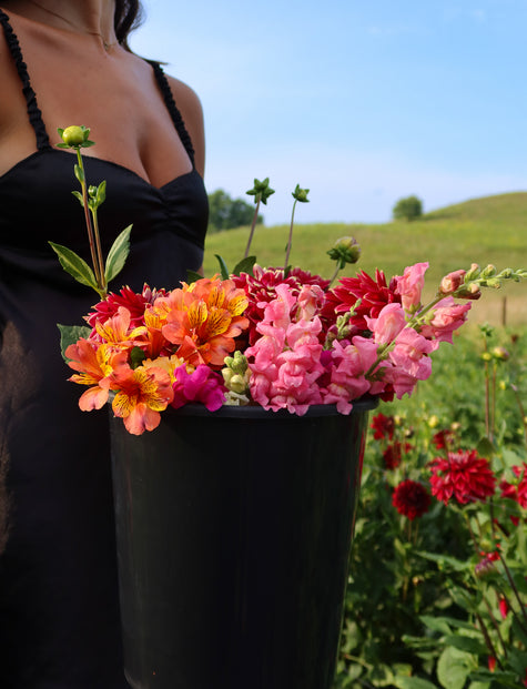 Mixed Blooms Bucket (50 Stems)