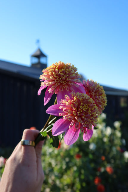 Van Isle Maple Rose