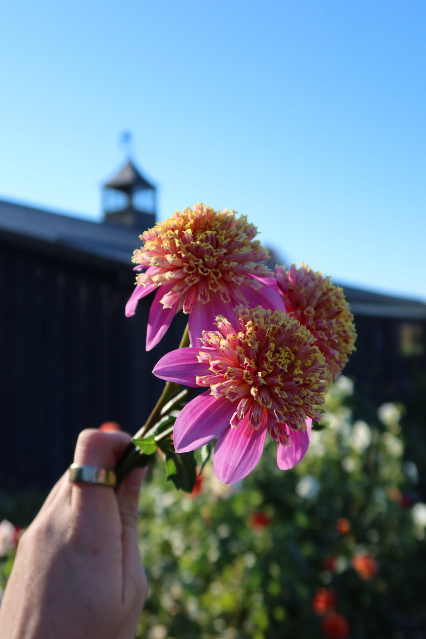 Van Isle Maple Rose