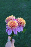 Van Isle Maple Rose