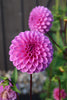 Rob Ann Regal - 5 Pack Tubers