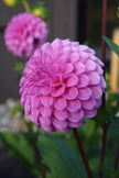 Rob Ann Regal - 5 Pack Tubers