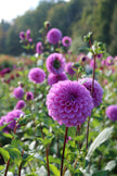 Rob Ann Regal - 5 Pack Tubers