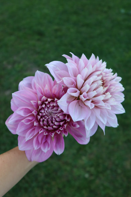 Lavender Perfection