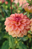 Iced Tea - 5 Pack Tubers