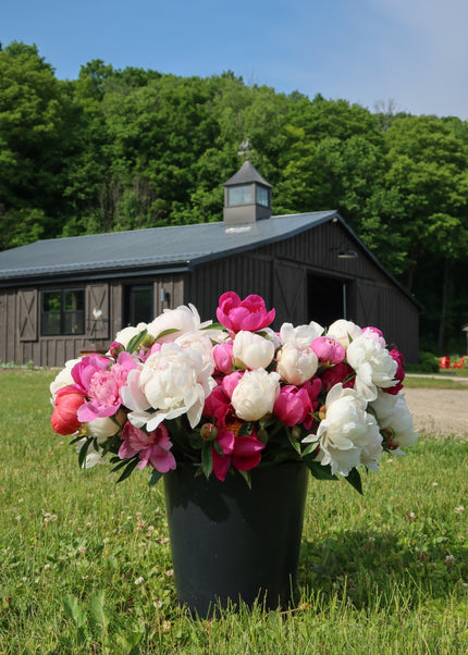 Peony Bloom Bucket (25 Stems)