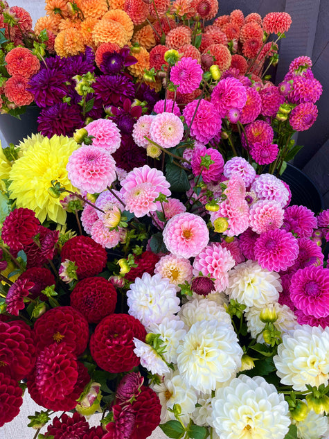 Dahlia Bloom Bucket (50 Stems)
